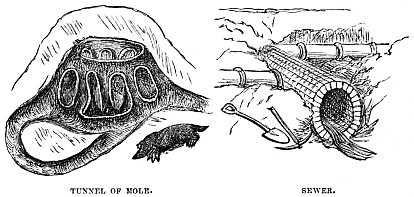Image unavailable: TUNNEL OF MOLE.
SEWER.