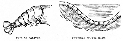 Image unavailable: TAIL OF LOBSTER.
FLEXIBLE WATER MAIN.