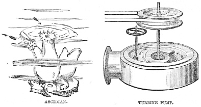 Image unavailable: ASCIDIAN.
TURBINE PUMP.