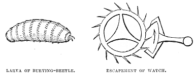 Image unavailable: LARVA OF BURYING-BEETLE.
ESCAPEMENT OF WATCH.