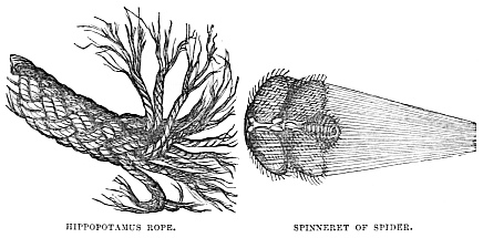 Image unavailable: HIPPOPOTAMUS ROPE.
SPINNERET OF SPIDER.