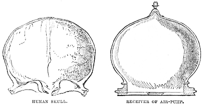 Image unavailable: HUMAN SKULL.
RECEIVER OF AIR-PUMP.