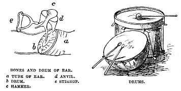 Image unavailable: BONES AND DRUM OF EAR.

a TUBE OF EAR.
b DRUM.
c HAMMER.
d ANVIL.
e STIRRUP.

 DRUMS.