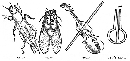 Image unavailable: CRICKET.
CICADA.
VIOLIN.
JEW’S HARP.