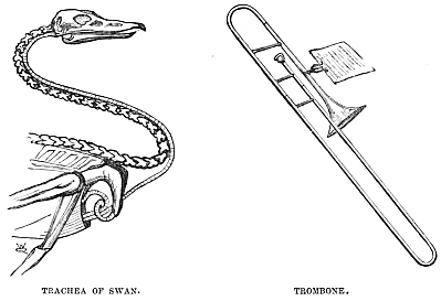 Image unavailable: TRACHEA OF SWAN.
TROMBONE.