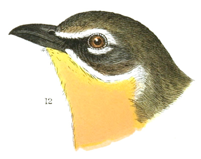 Plate 15 detail 12, Icteria virens