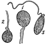 Image unavailable: Fig. 24.&mdash;End-bulbs from the conjunctiva of the human eye,
magnified.
