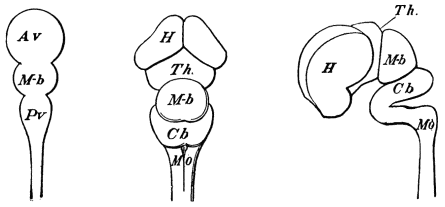 Image unavailable: Fig. 28.      Fig. 29.      Fig. 30.

(All after Huguenin.)