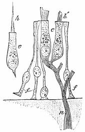 Image unavailable: Fig. 23.&mdash;Sensory epithelium from ampulla or semicircular canal,
and saccule. At n a nerve-fibre pierces the wall, and after
branching enters the two hair-cells, c. At h a 'columnar cell'
with a long hair is shown, the nerve-fibre being broken away from
its base. The slender cells at f seem unconnected with nerves.
