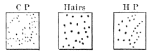 Image unavailable: Fig. 26.&mdash;The figure marked C P shows the cold-spots, that marked H
P the heat-spots, and the middle one the hairs on a certain patch
of skin on one of Goldscheider's fingers.
