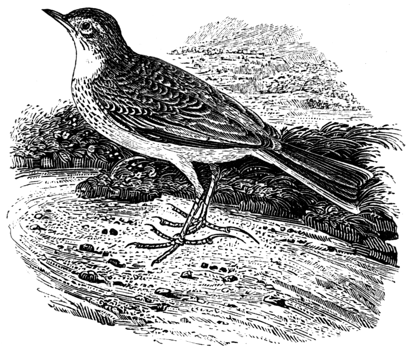 RICHARD&rsquo;S PIPIT