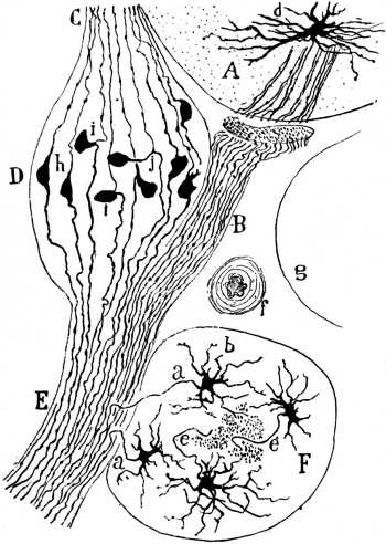 Ilustración