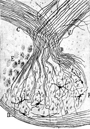 Ilustración