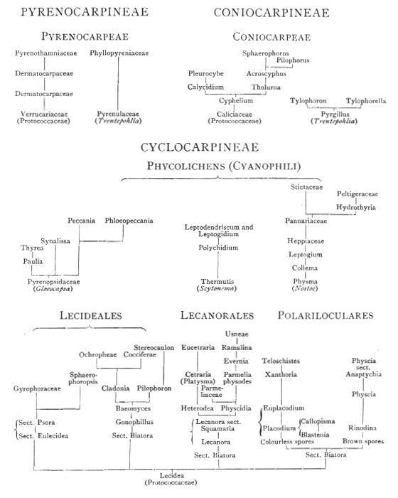 Diagrammatic scheme of suggested
progression in lichen structure; shows groupings Pyrenocarpineae, Coniocarpineae,
Cyclocarpineae, the last broken down into Phycolichens (Cyanophili), Lecideales,
Lecanorales, Polariloculares