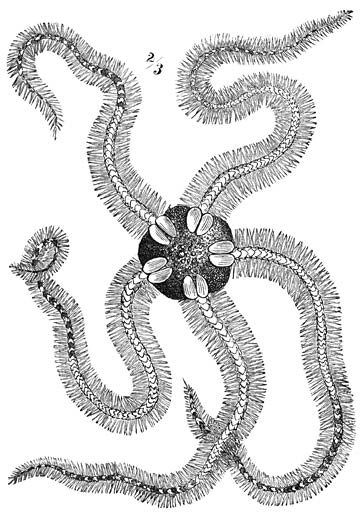 Brooze Stekelslangster (Ophiothrix fragilis) van de rugzijde gezien. ⅔ van de ware grootte. Deze soort komt op een diepte van 0 � 50 vademen langs de kusten van Groenland, IJsland, Noorwegen, Denemarken, de Britsche eilanden, Nederland en de Middellandsche Zee voor.