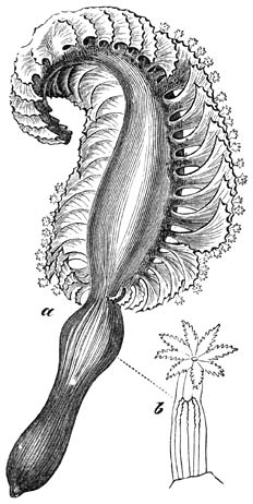 Zeeveder (Pteroides Spinosa). � nat. gr.; a) eenigszins vergr. kelk.