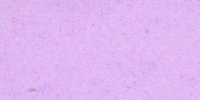 XI_61_f_Pale_Hortense_Violet