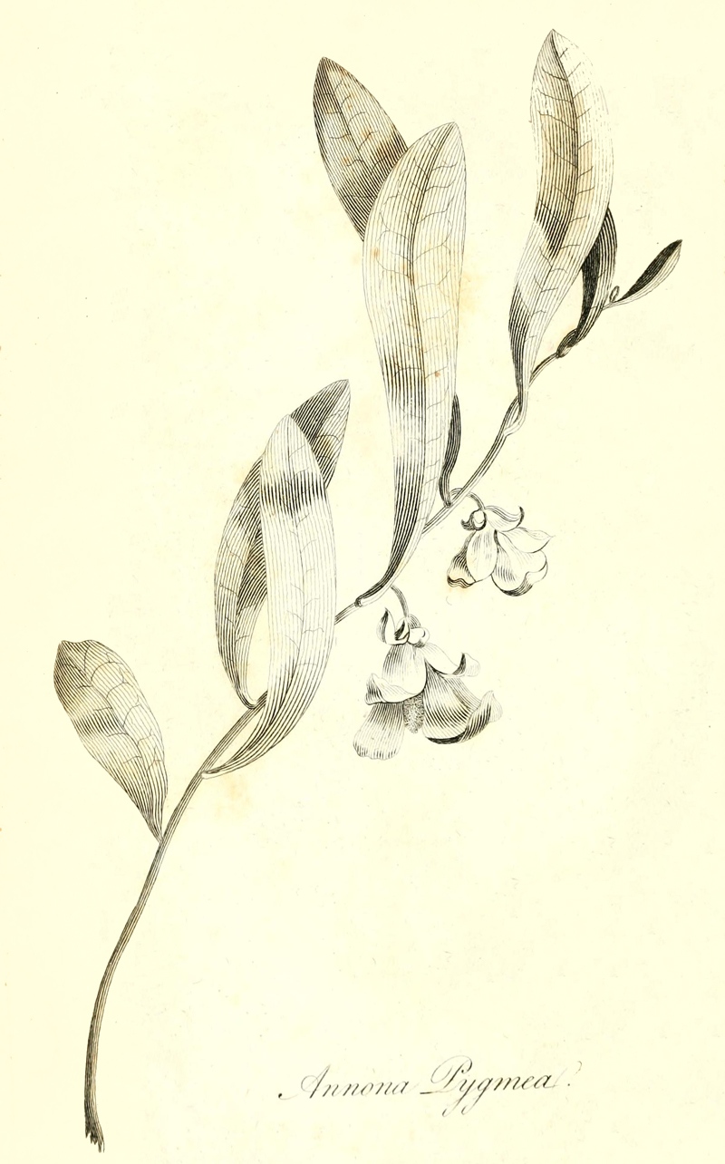 [Illustration: Annona
Pygmea]