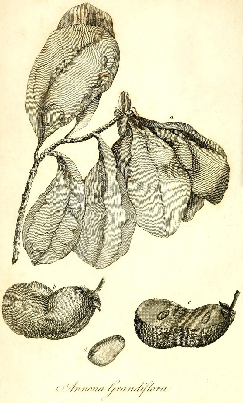 [Illustration: Annona
Grandiflora]