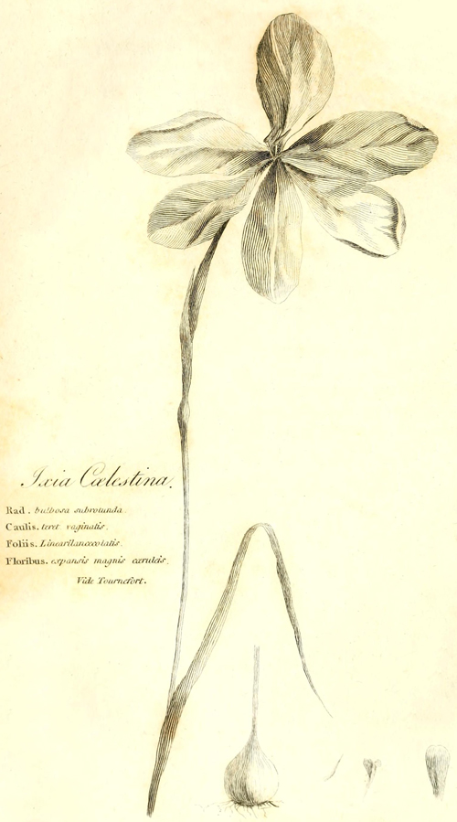 [Illustration: Ixia
Cœlestina]