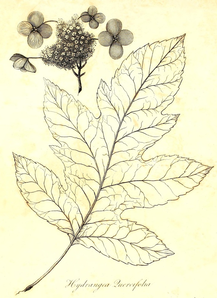 [Illustration: Hydrangea
Quercifolia]