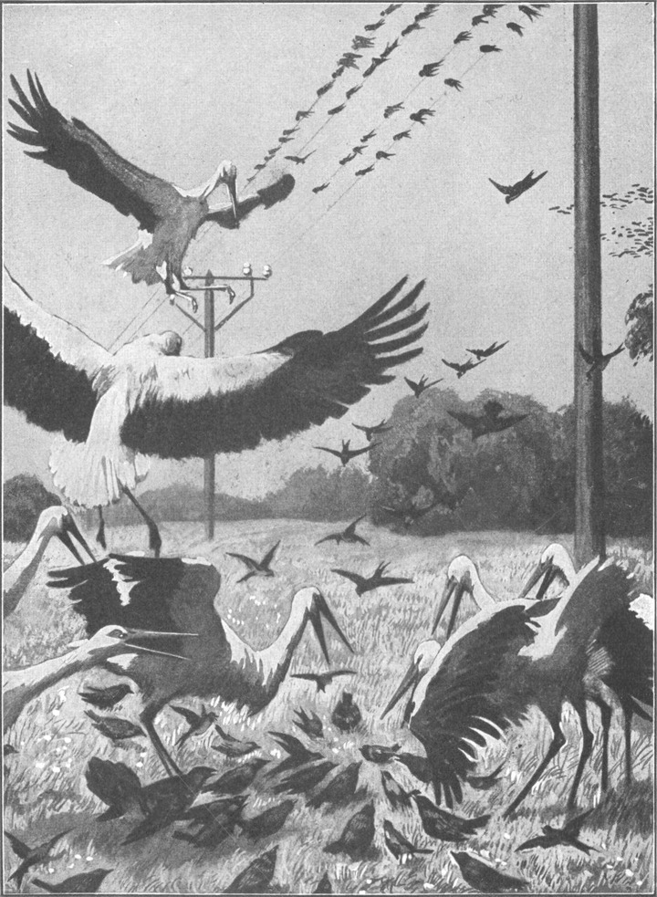 Große Aufregung unter den
  Vögeln