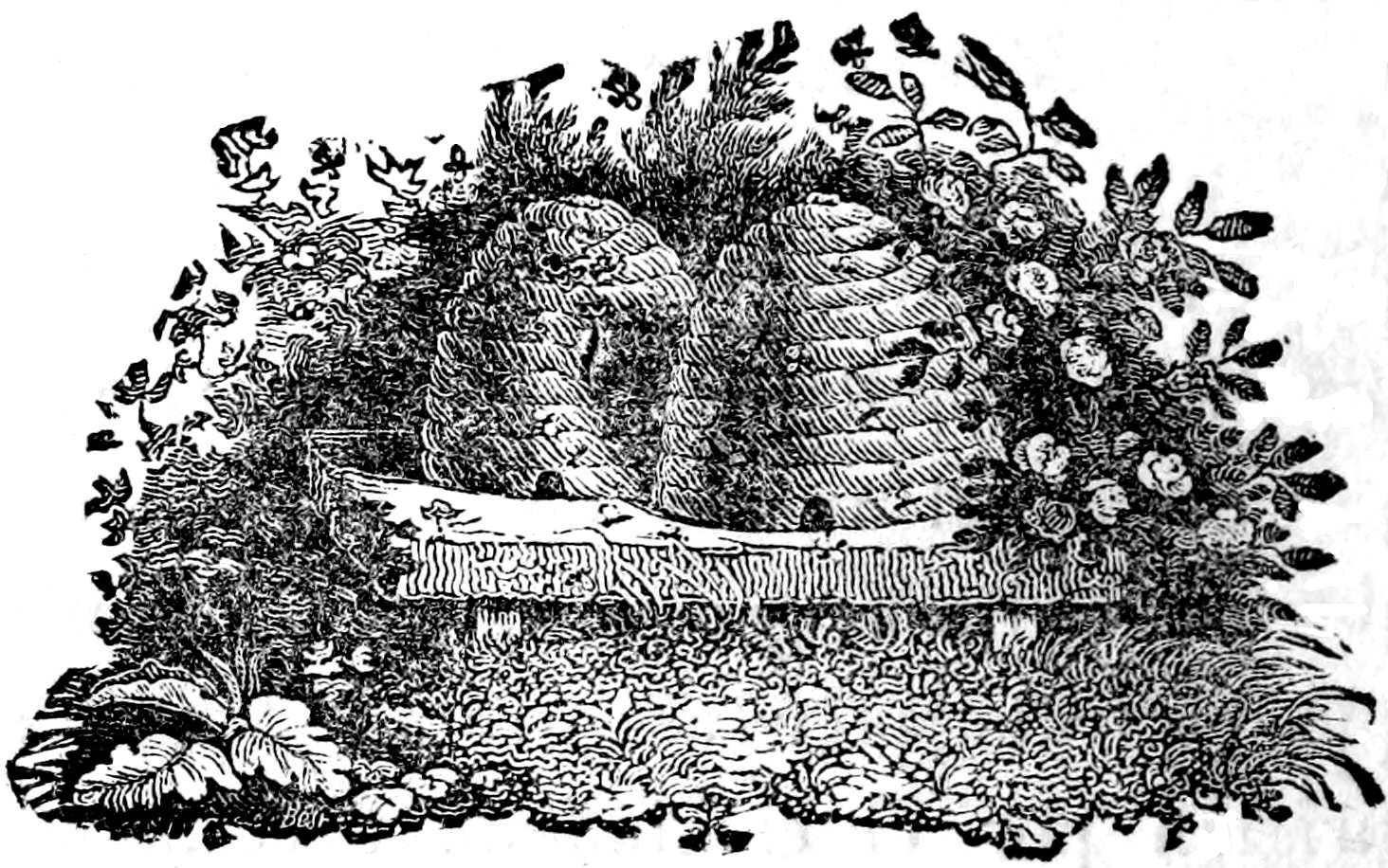 Viñeta ornamental