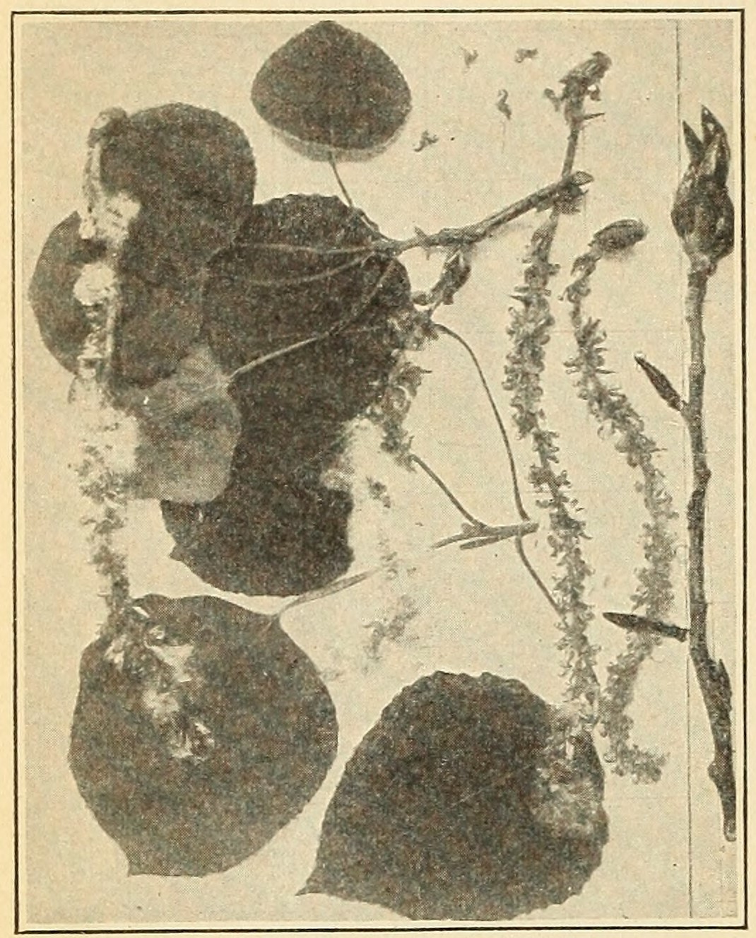 Aspen (Populus tremuloides), leaves
                        and capsules.