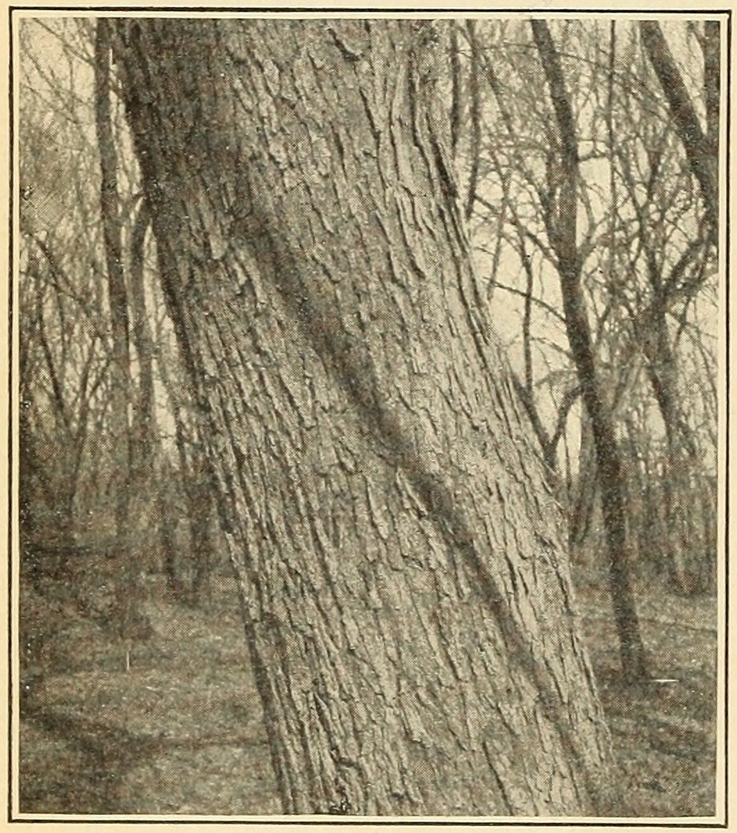 Slippery elm (Ulmus pubescens),
                        trunk.
