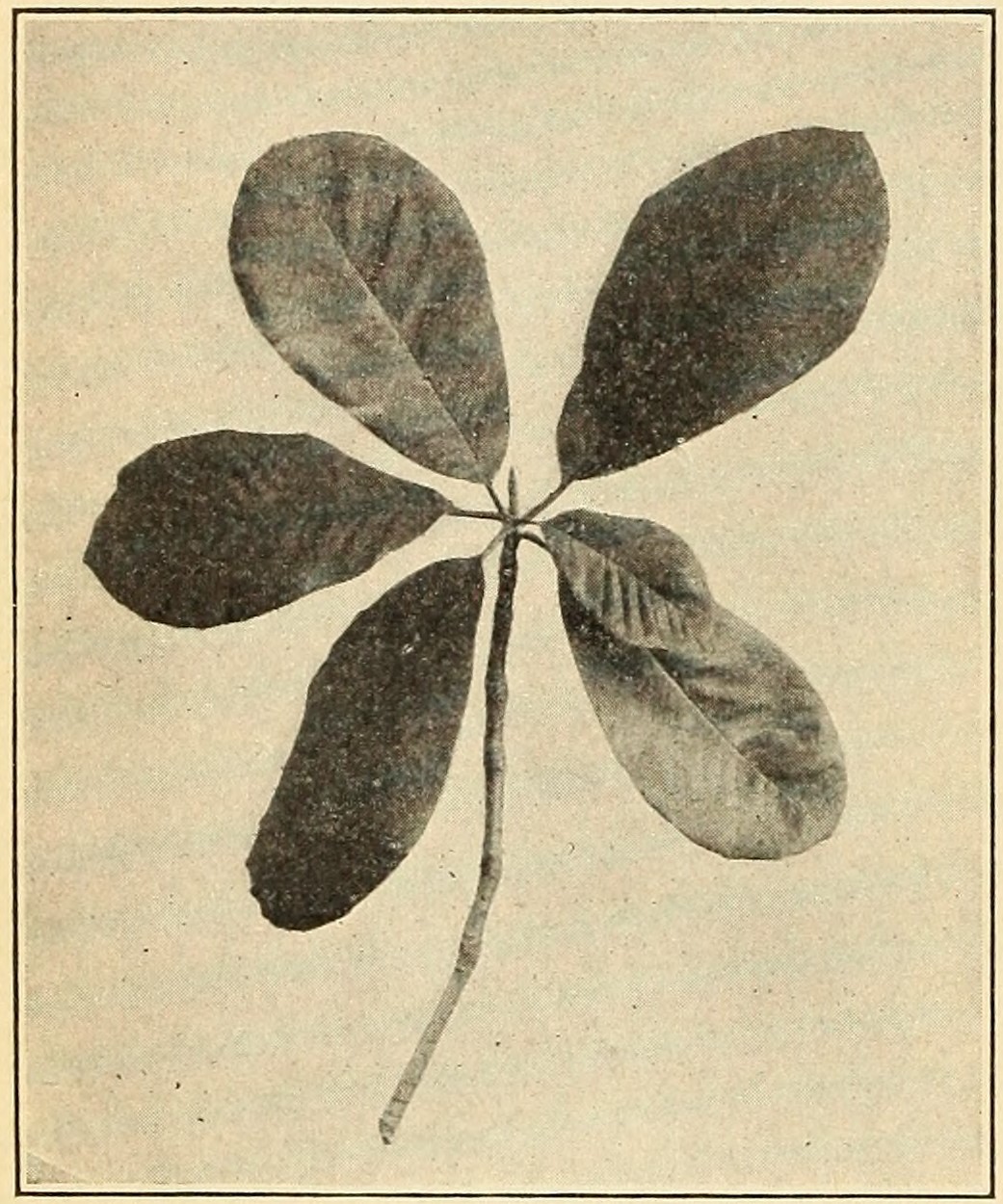 Umbrella-tree (Magnolia tripetala),
                        leaves.