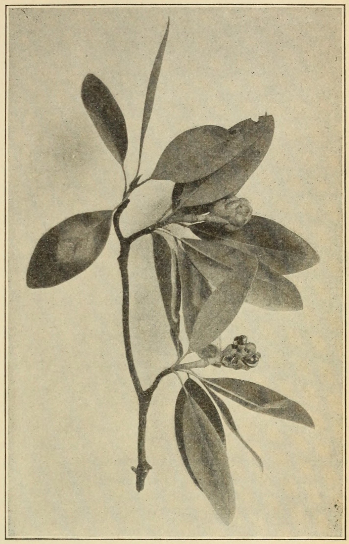 Sweet bay (Magnolia glauca), leaves and fruiting
                        cones.
