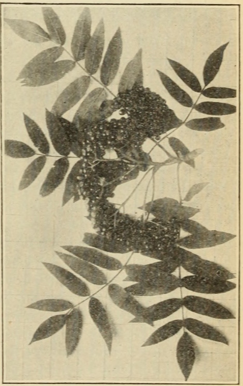 American mountain-ash (Sorbus
                    americana), leaves and fruits.