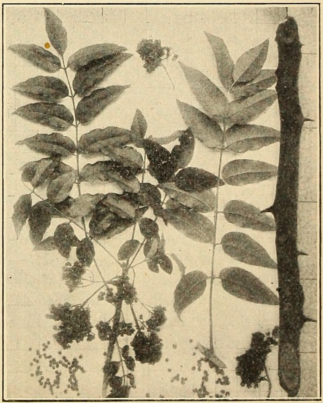 Southern prickly ash (Xanthoxylum clava-herculis), leaves, fruits, and branchlet
                        showing prickles.