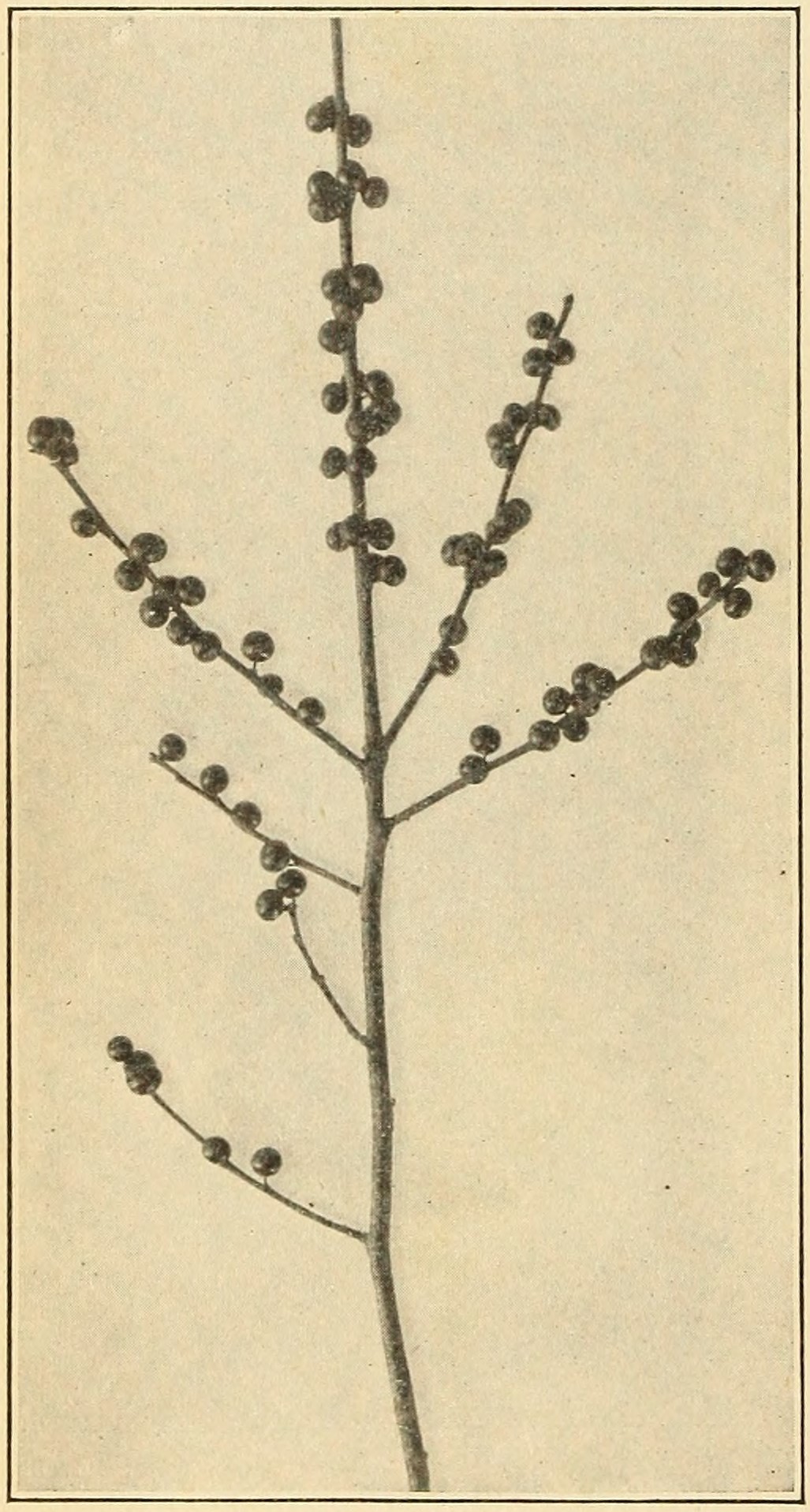 Black alder (Ilex verticillata),
                    fruits.