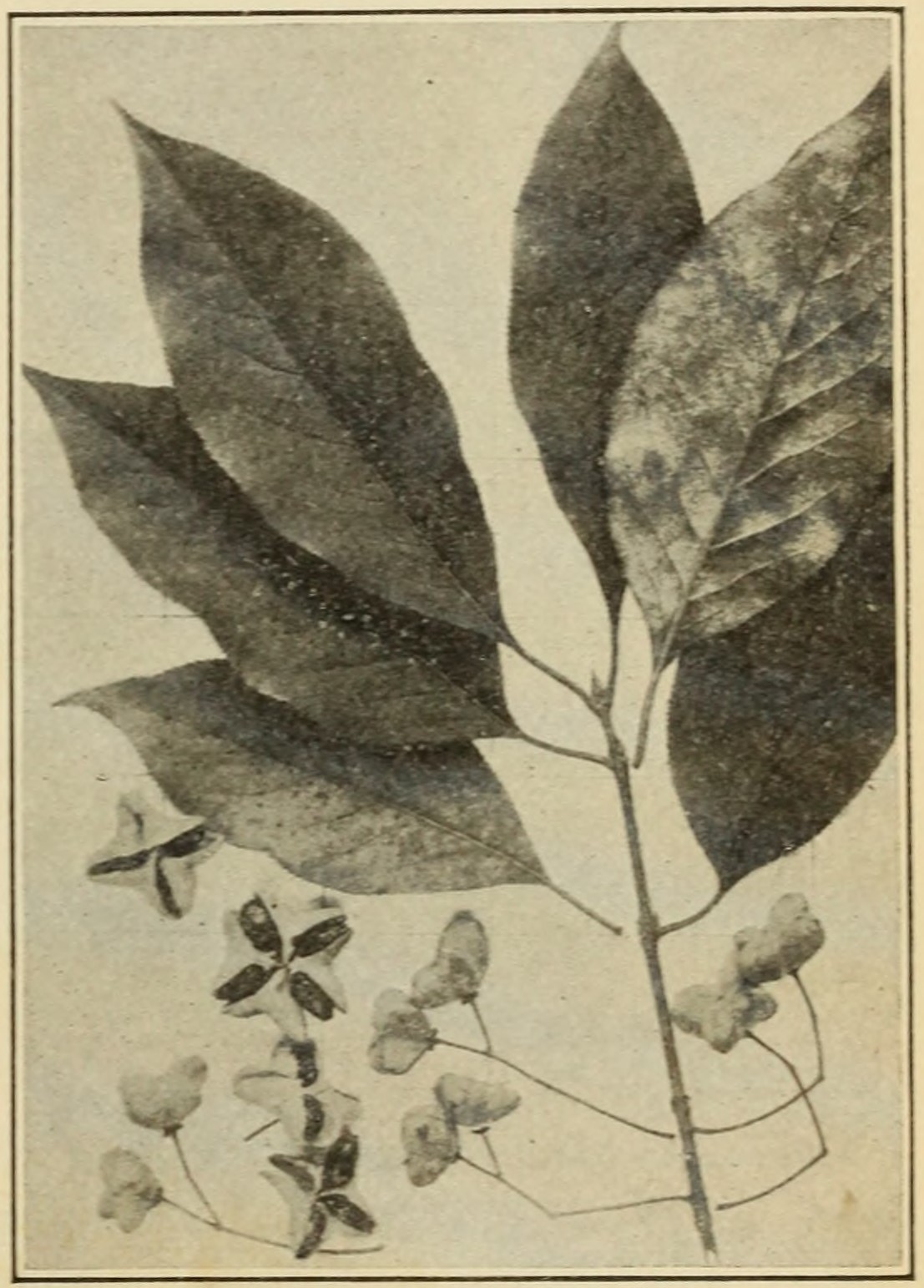 Wahoo (Euonymus atropurpureus),
                    leaves and fruits.