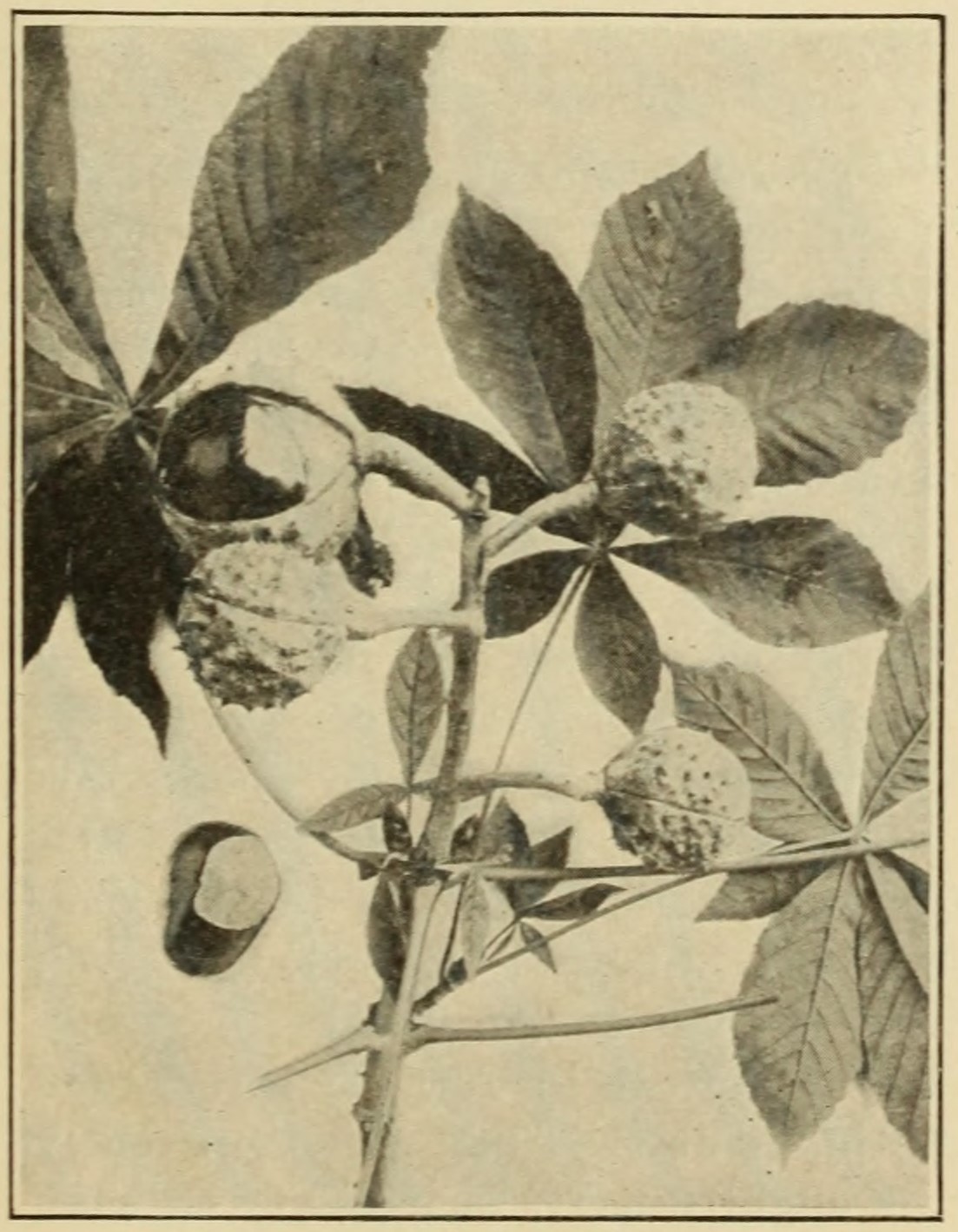Horse-chestnut (Aesculus hippocastanum),
                    leaves and fruits.