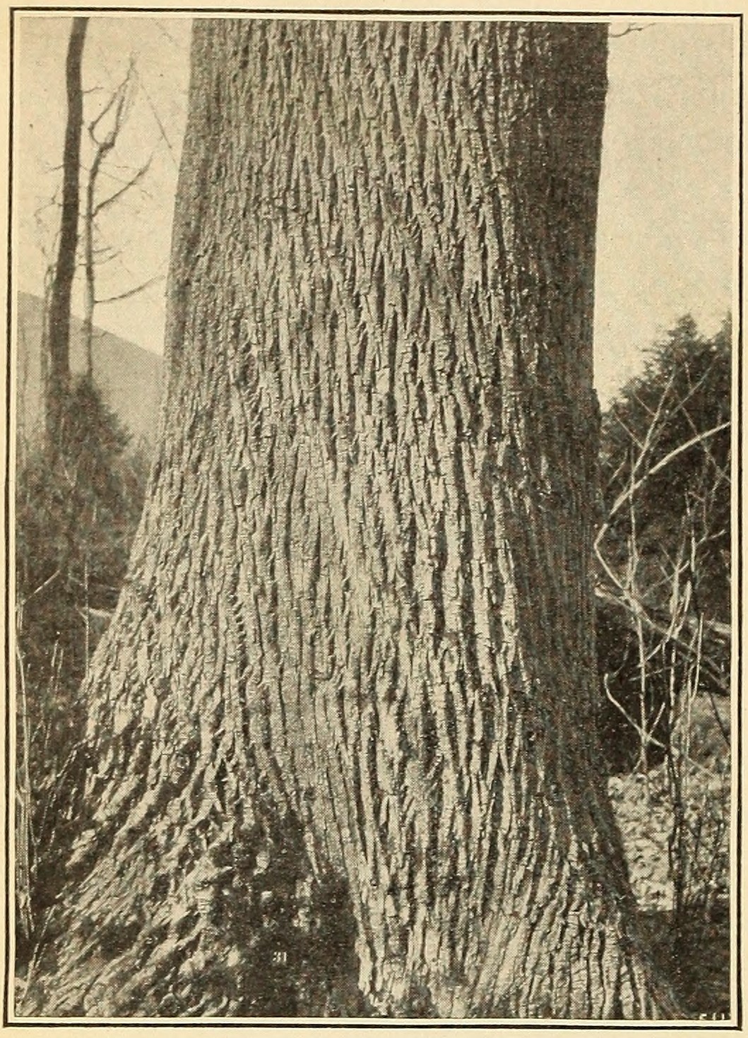 White ash (Fraxinus americana),
                    trunk.