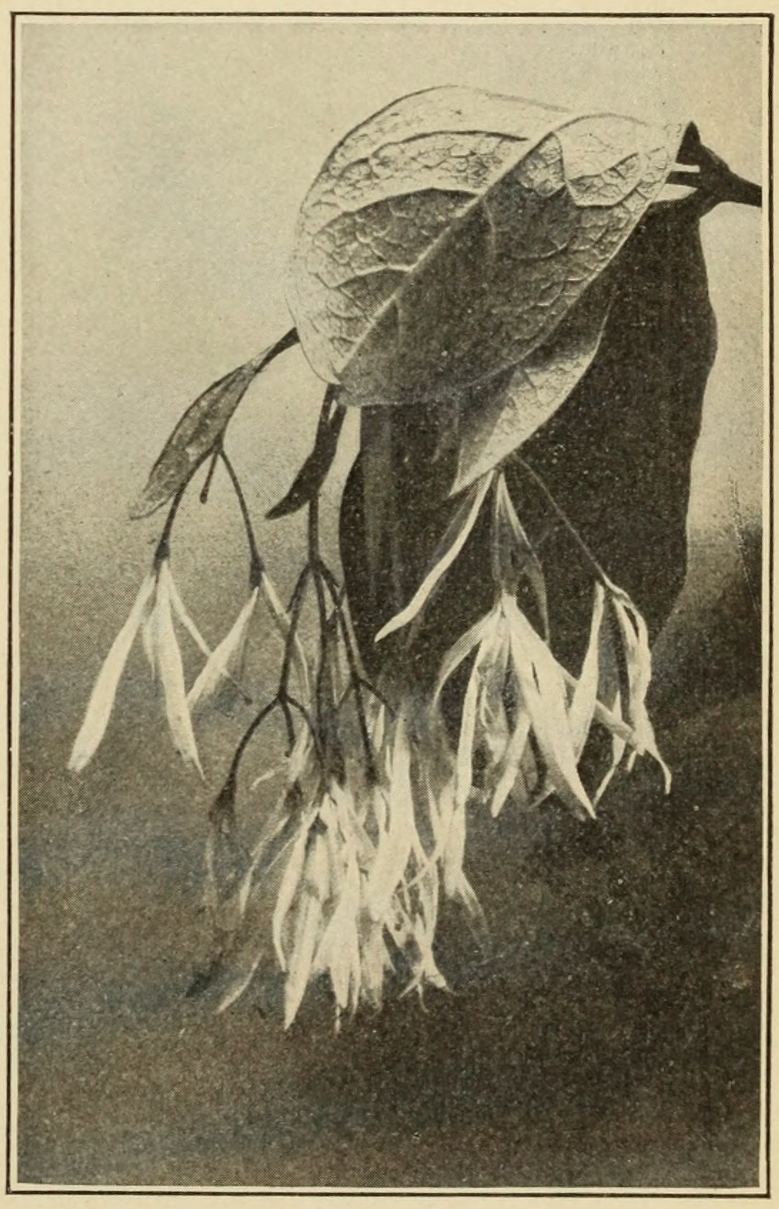 Fringe-tree (Chionanthus virginica),
                    leaves and flowers.