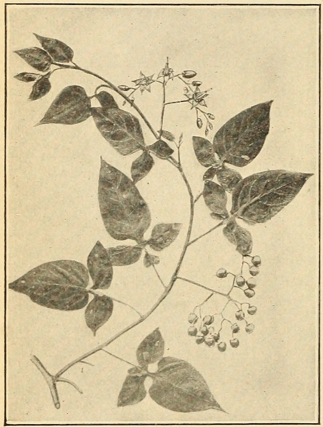Bittersweet (Solanum dulcamara>),
                        leaves, flowers, and fruits.