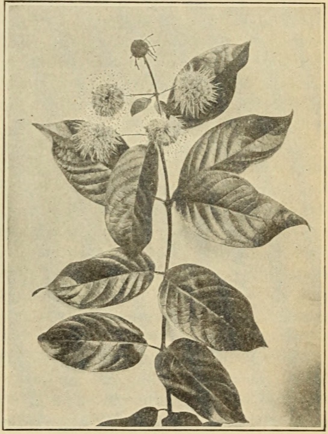 Buttonbush (Cephalanthus occidentalis),
                    leaves and flowers.