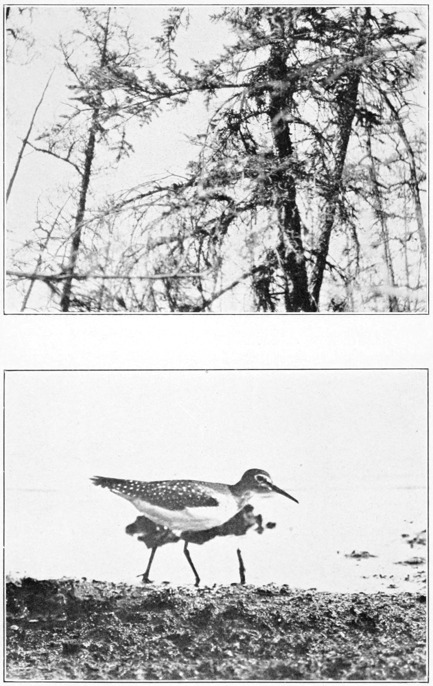 Solitary Sandpiper