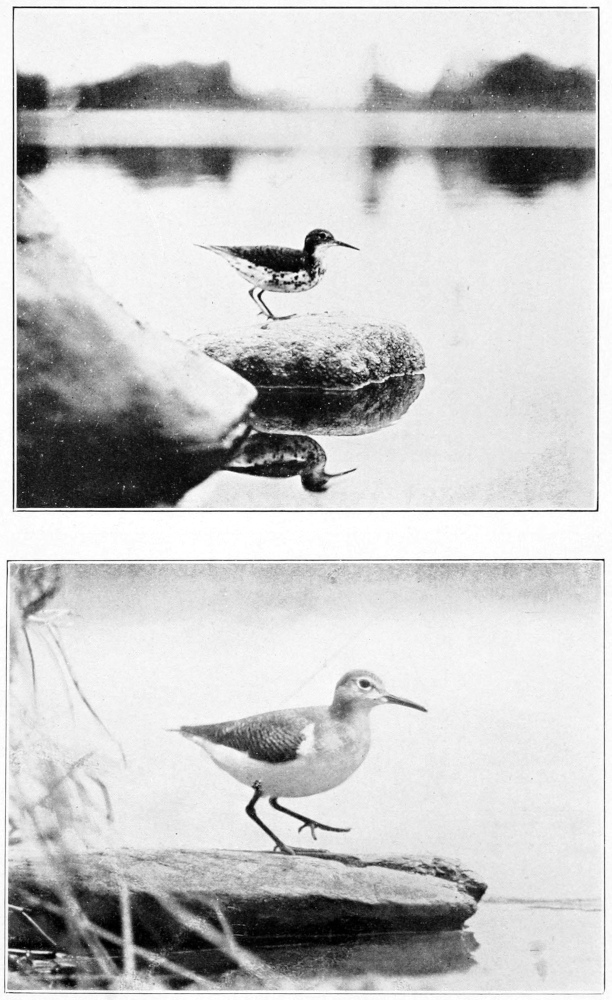 Spotted sandpiper