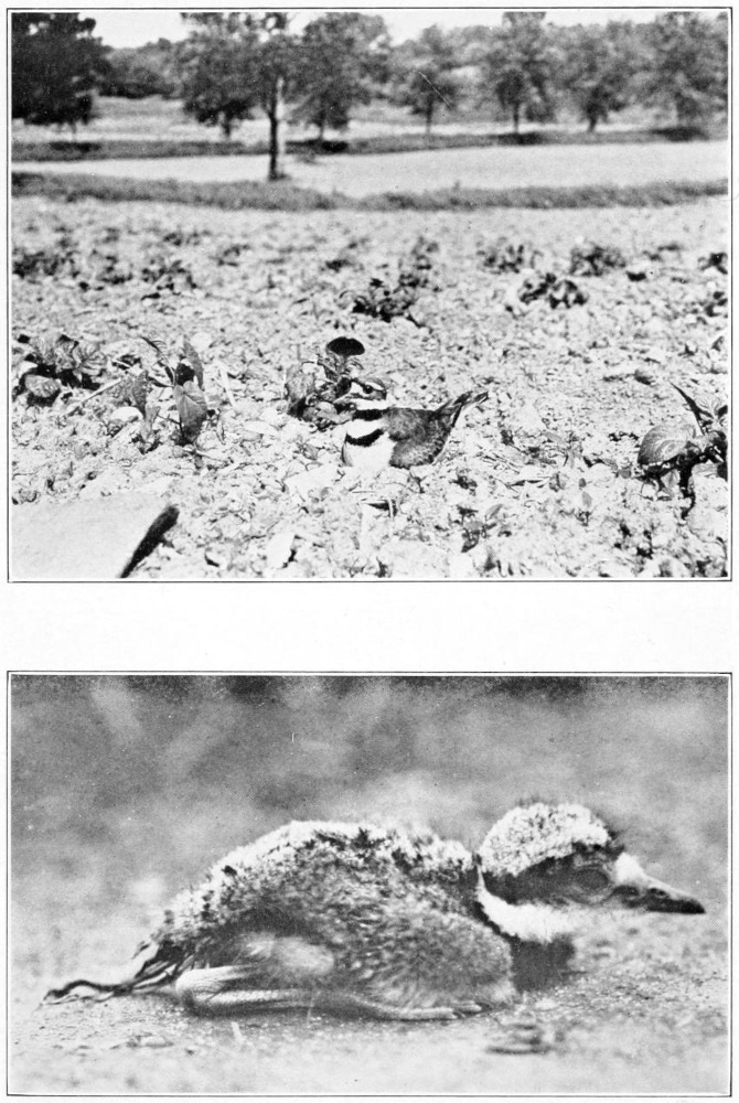 Killdeer
