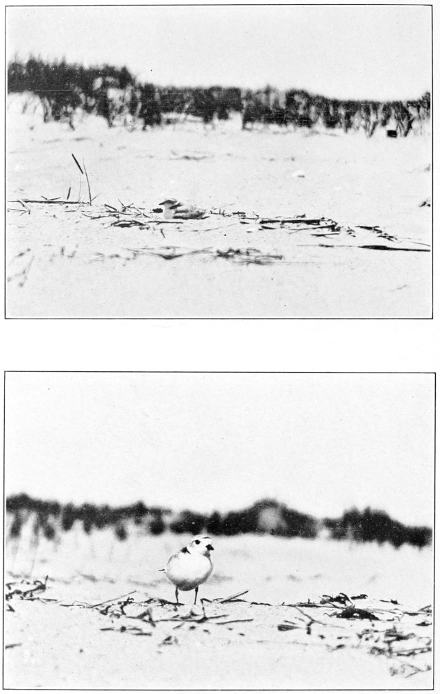 Piping plover