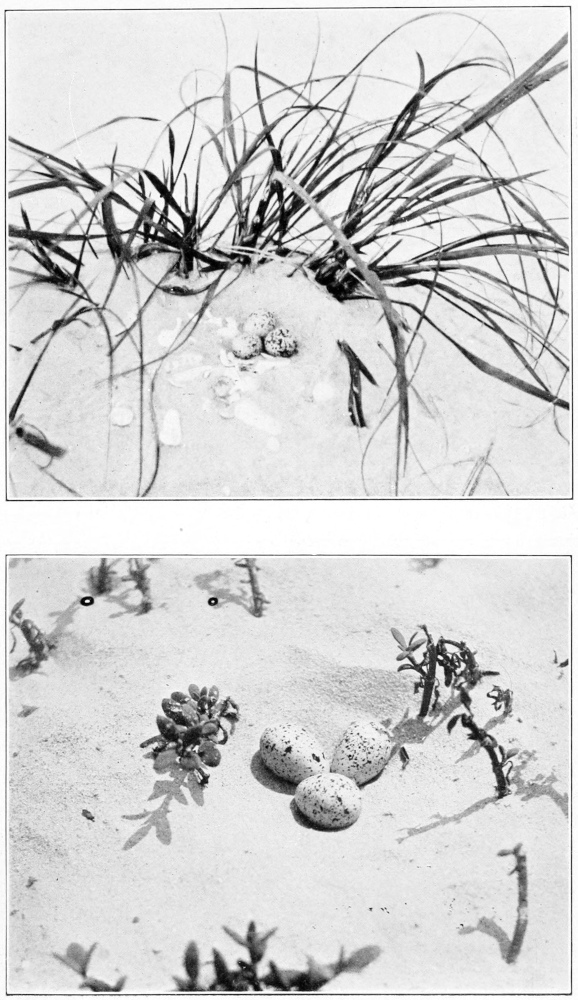 Wilson plover