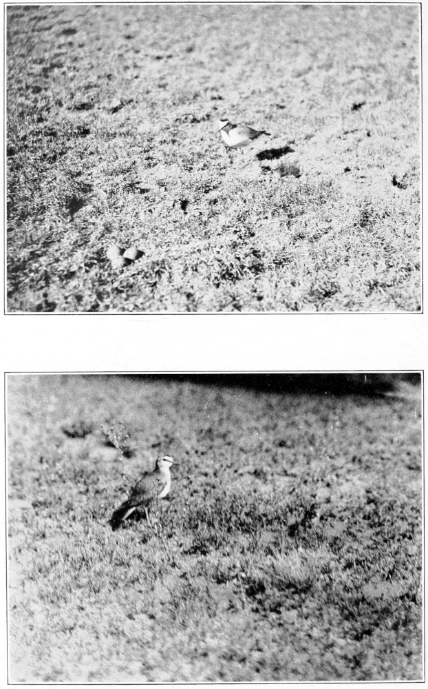 Mountain plover