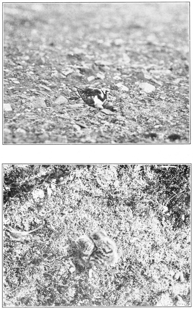 Turnstone