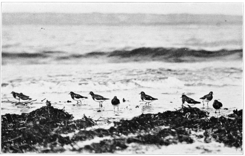Black Turnstone